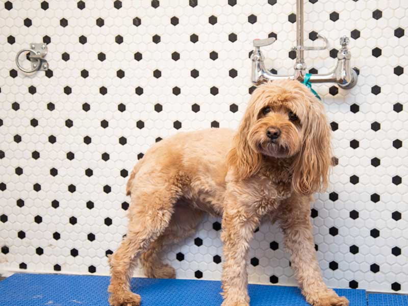 Dog Grooming in Friendship Heights, DC
